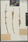 Foto von Salix viminalis L.